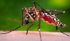 The Aedes Aegypti Mosquito