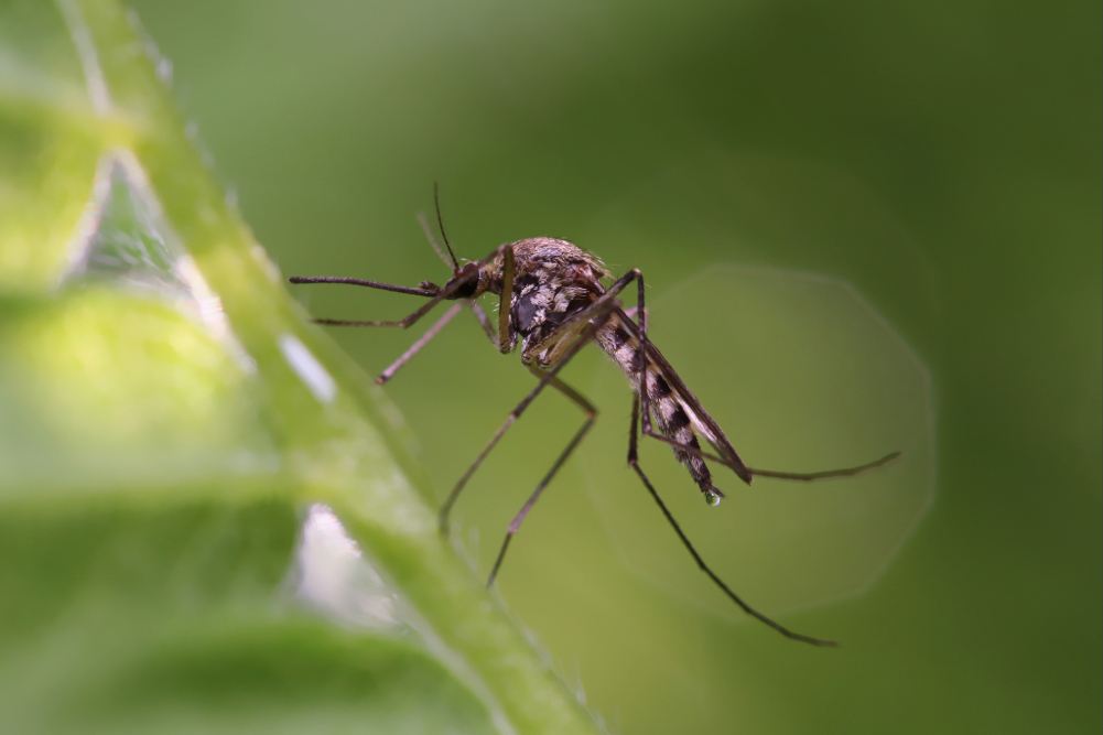 Mosquito on a leaf